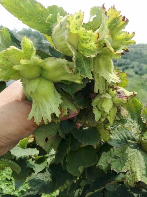 东北真子树移植几月最佳