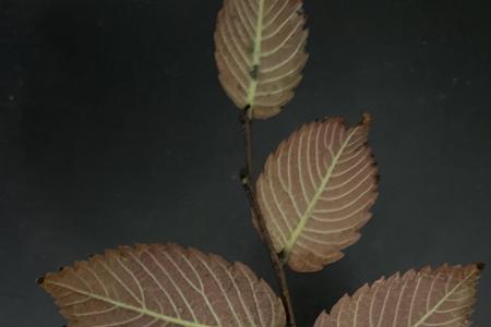 榉树遇到高温叶子枯萎还有救吗