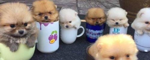 茶杯犬的寿命有多长