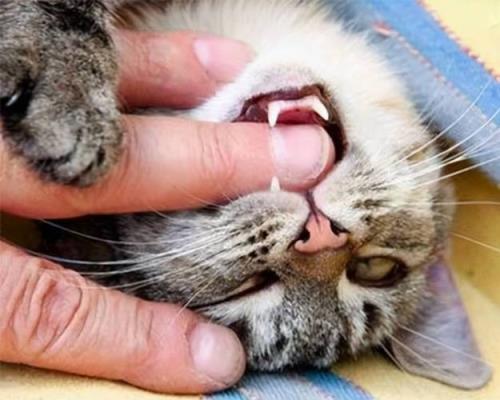 猫咪咬手什么意思