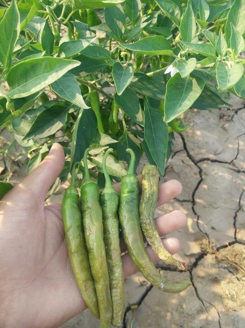 植物叶子为什么怕辣椒水