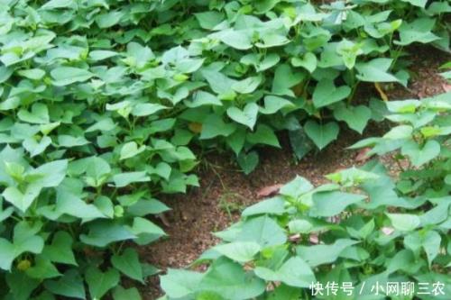 五月蔓青菜什么时候种