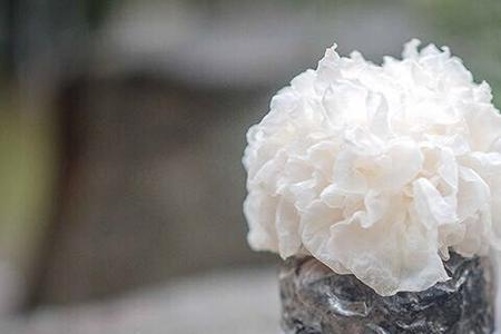 新鲜湿银耳的保存方法