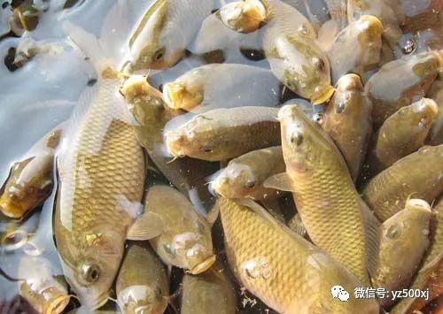 桂林钓禾花鲤用什么饵料好
