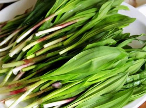 山韭菜和野韭菜的区别