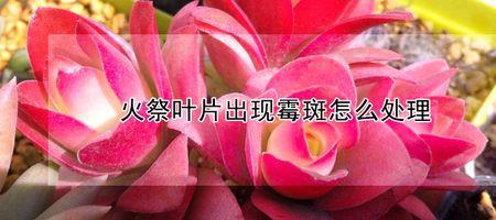 火祭叶片出现霉斑怎么处理