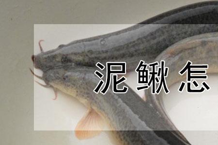 泥鳅怎么挂钩中鱼率高