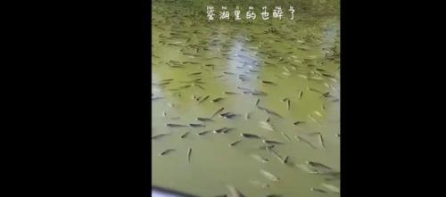 城门失火殃及池鱼对联