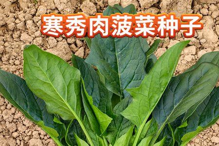 12月份菠菜冬季露地能种吗