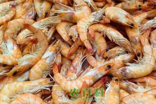 海虾怎么养才不会死