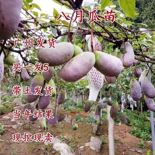 八月炸哪个品种爬藤高