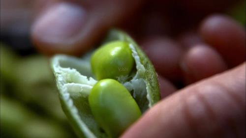 青豆发芽怎么变豆苗