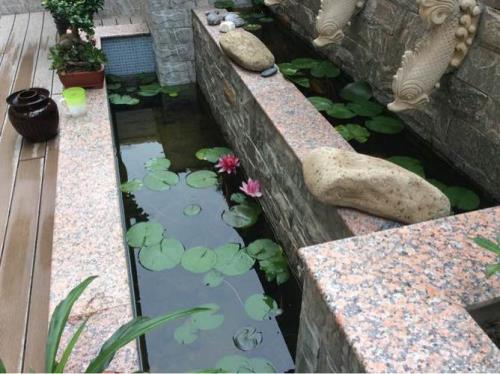 鱼池水发绿能养鱼吗