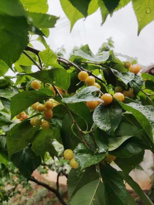 为什么雨后摇晃樱桃树