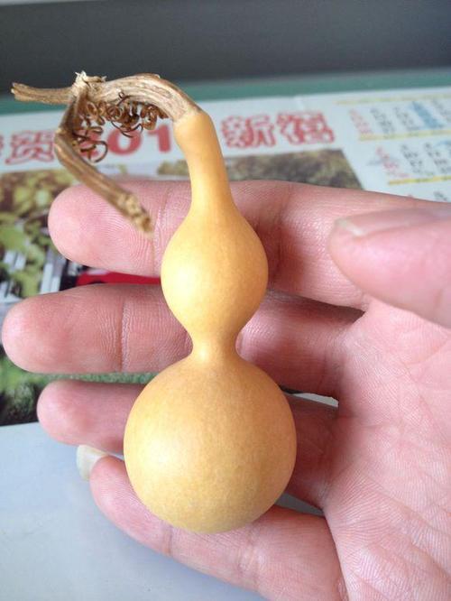 本长葫芦如何鉴别