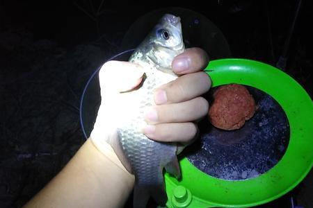夜钓鲤鱼钓拉饵好还是钓搓饵好