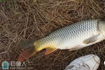 涨水后浑水鲤鱼好钓吗