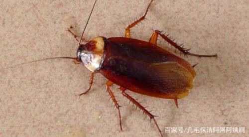 为什么捏死蟑螂后手发黄