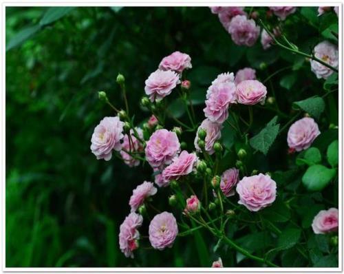 蔷薇的花蕾是什么颜色