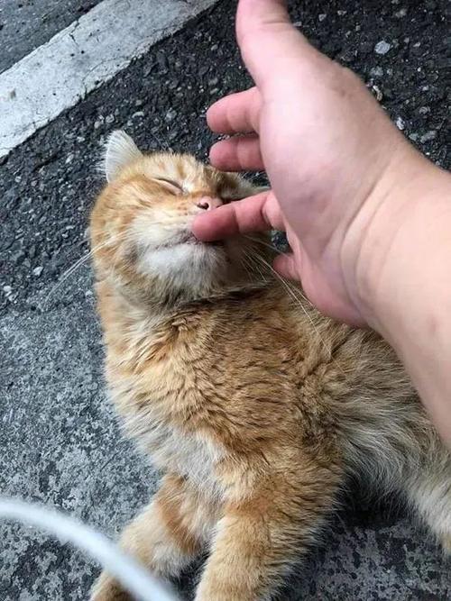 流浪猫不是特别脏可以摸吗