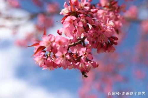 你就是春天的一朵花歌名