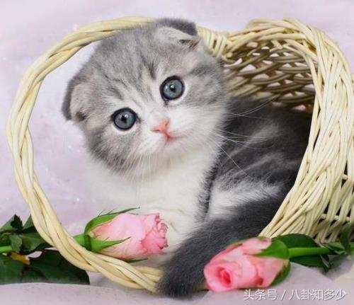 养猫性格好的还是调皮的