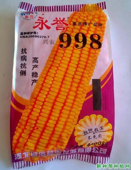 冠玉598玉米种怎么样
