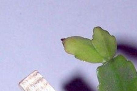 什么龙骨嫁接蟹爪兰好成活