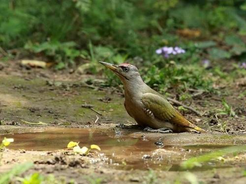 疏桐鸿影是什么意思