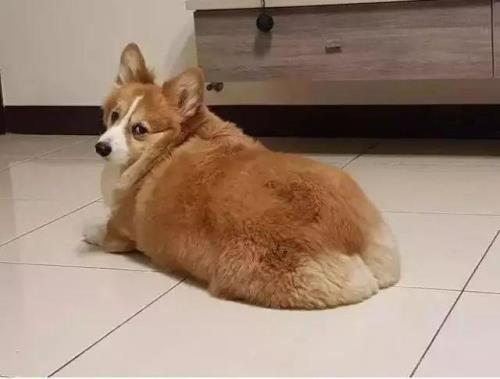 为什么我家的柯基腰往下沉
