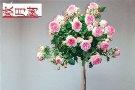 怎么让月季长得短粗