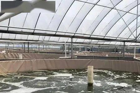 养虾大棚湿度多少