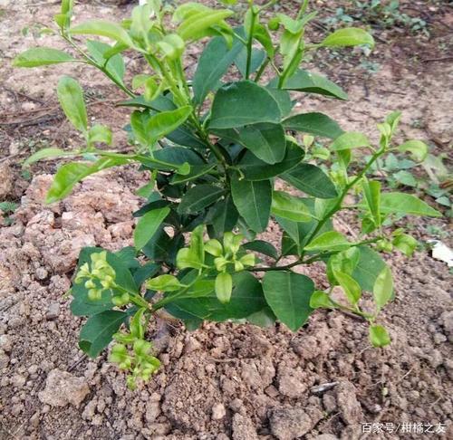 新会柑出现黄叶如何补救