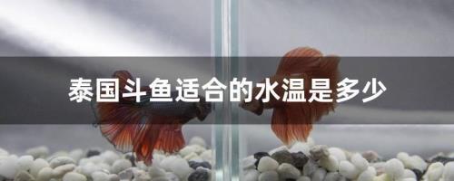 斗鱼温度低于多少死