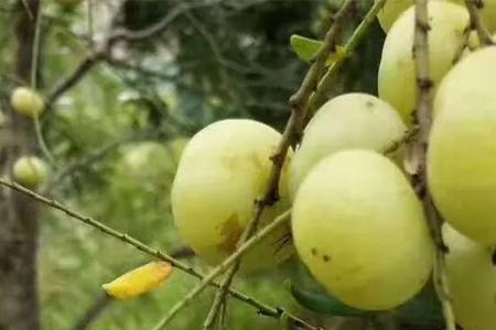 油甘果开花季节