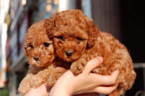 纯种泰迪犬多少钱一只