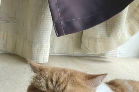 加菲猫的舌头为什么在嘴外面