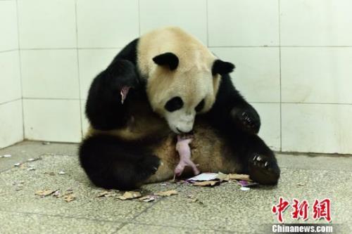 大熊猫的器官中什么相对较弱