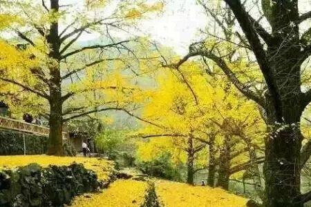桂林十大银杏景点排名