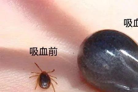 蜱虫会不会大面积繁殖