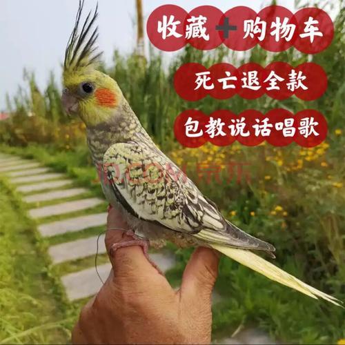 为什么说养鸟不要养玄凤
