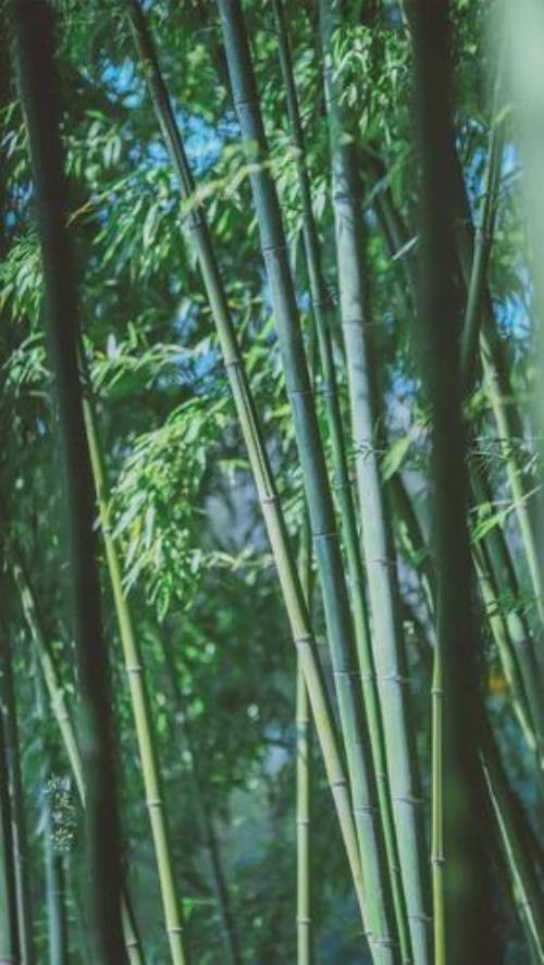 生如翠竹意思