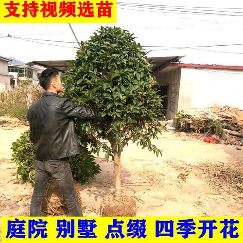 地栽桂花树不想让它长高怎么办