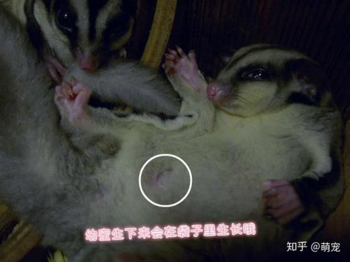 一个月的蜜袋鼯一天喂多少
