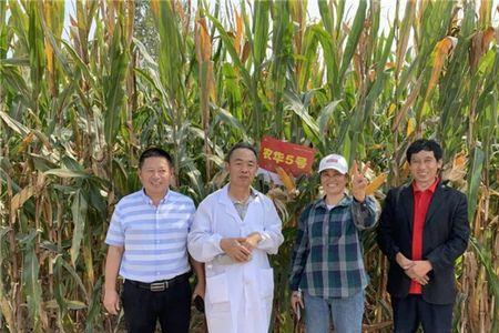 登海1658玉米亩产多少斤