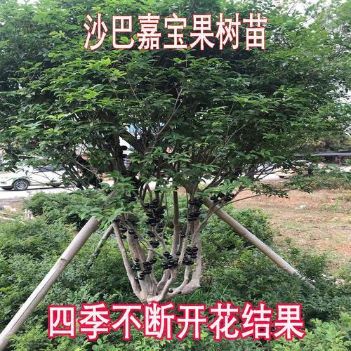 沙巴树适合哪里种