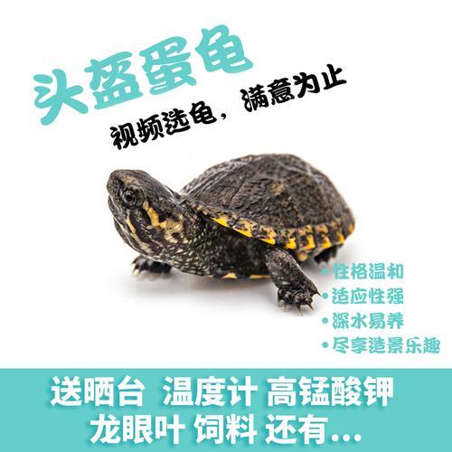 圆澳一年几窝蛋