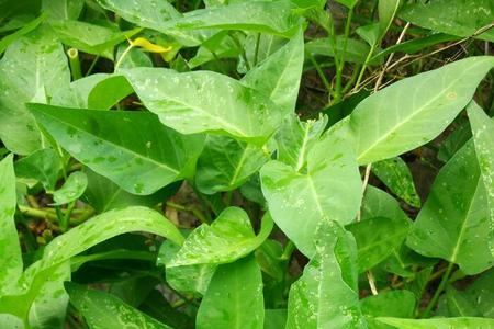 空心菜几片叶子可以移栽