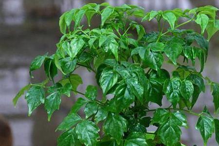 夏天幸福树叶子一碰就掉