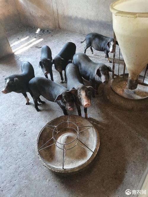 沙乌头猪图片